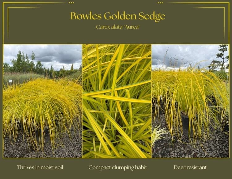 Bowles Golden Sedge