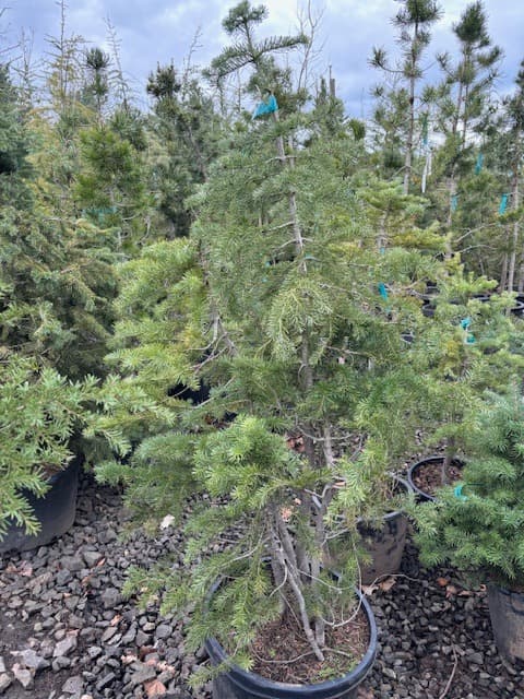 Mature Alpine Fir tree in black container, surrounded by other fir trees and pines at The Nursery Outlet outdoor nursery.