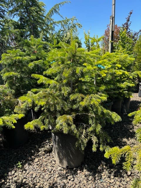 Potted Nordmann Fir with dense green needles and a symmetrical shape.