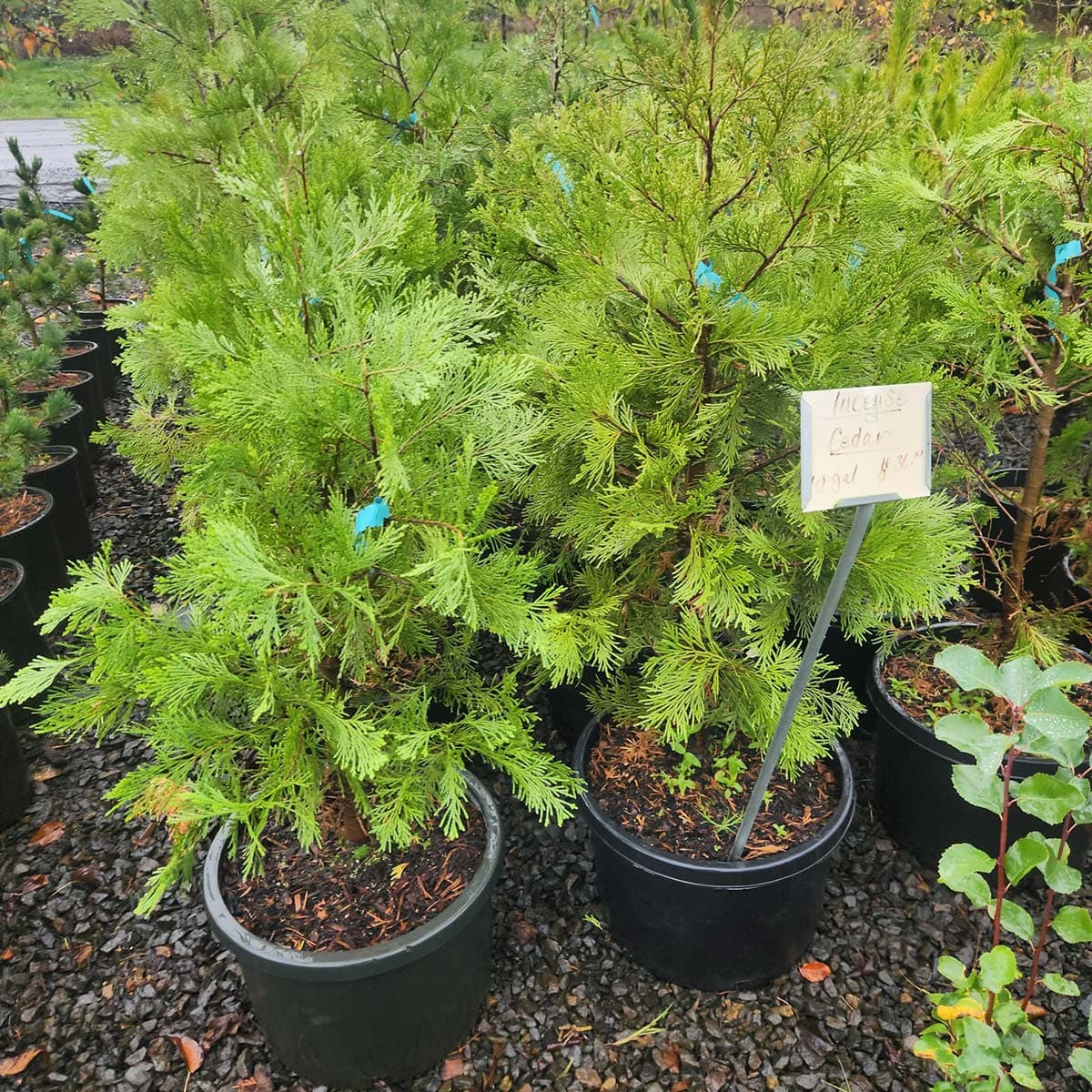 Tall Incense Cedar trees in pots, vibrant green foliage at The Nursery Outlet.