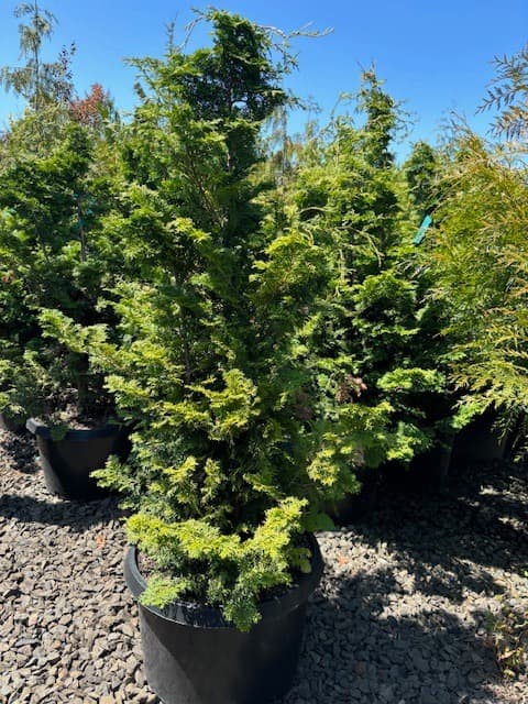 Chamaecyparis obtusa 'Gracillis'/Slender Hinoki Cypress