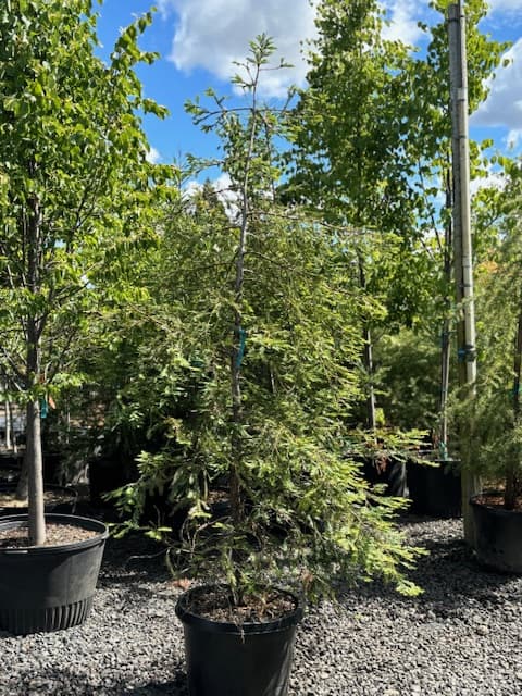 Dense Coast Redwood tree in a pot, surrounded by diverse green plants at The Nursery Outlet. - Photo 1