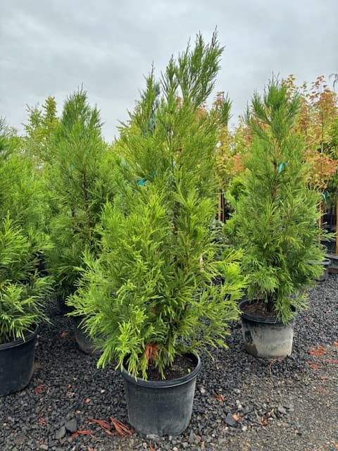 Healthy Yoshino Japanese Cedars in various sizes, perfect for landscaping projects from The Nursery Outlet. - Photo 1