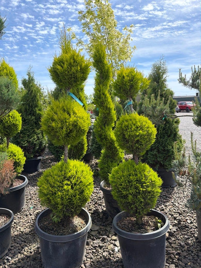 Cupressus macrocarpa/'Wilma Goldcrest' '3-Tier'