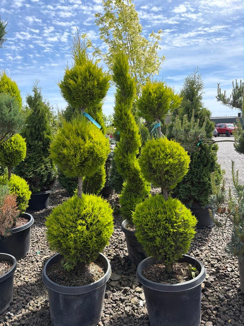 Cupressus macrocarpa/'Wilma Goldcrest' '3-Tier' - Photo 1