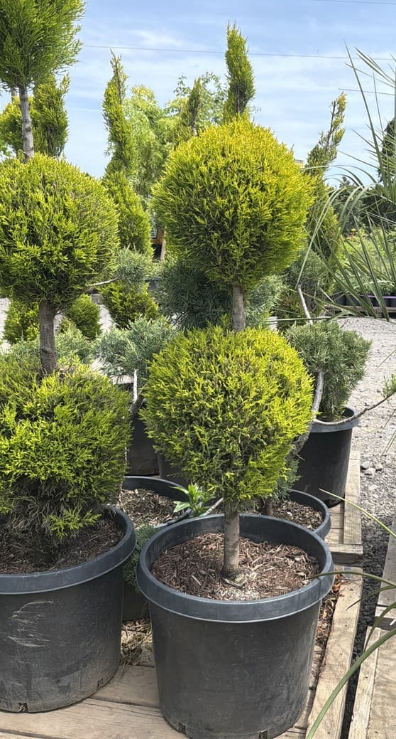 Cupressus macrocarpa/Wilma Goldcrest Cypress 'Lemon Cypress' 2-Tier