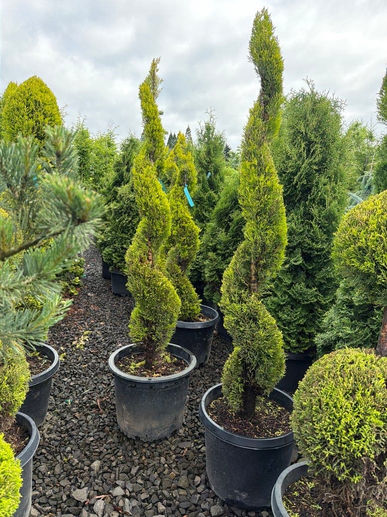 Cupressus macrocarpa 'Wilma Goldcrest' Spiral/Wilma Goldcrest Cypress 'Spiral'