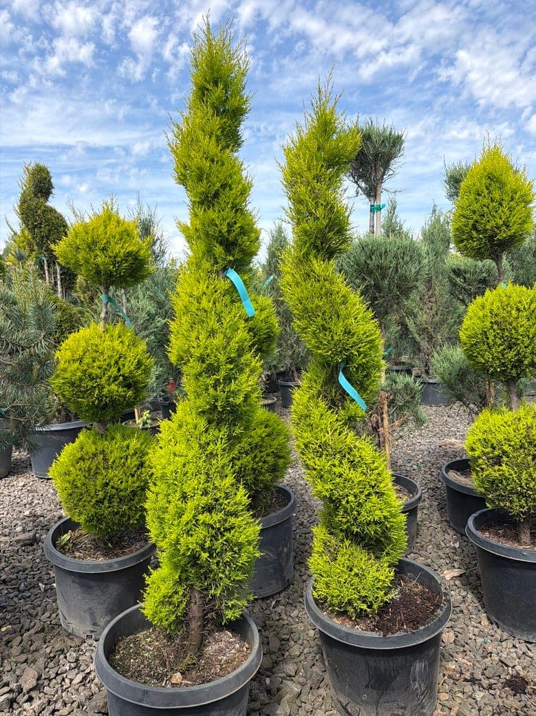 Cupressus macrocarpa/Wilma Goldcrest 'Spiral'