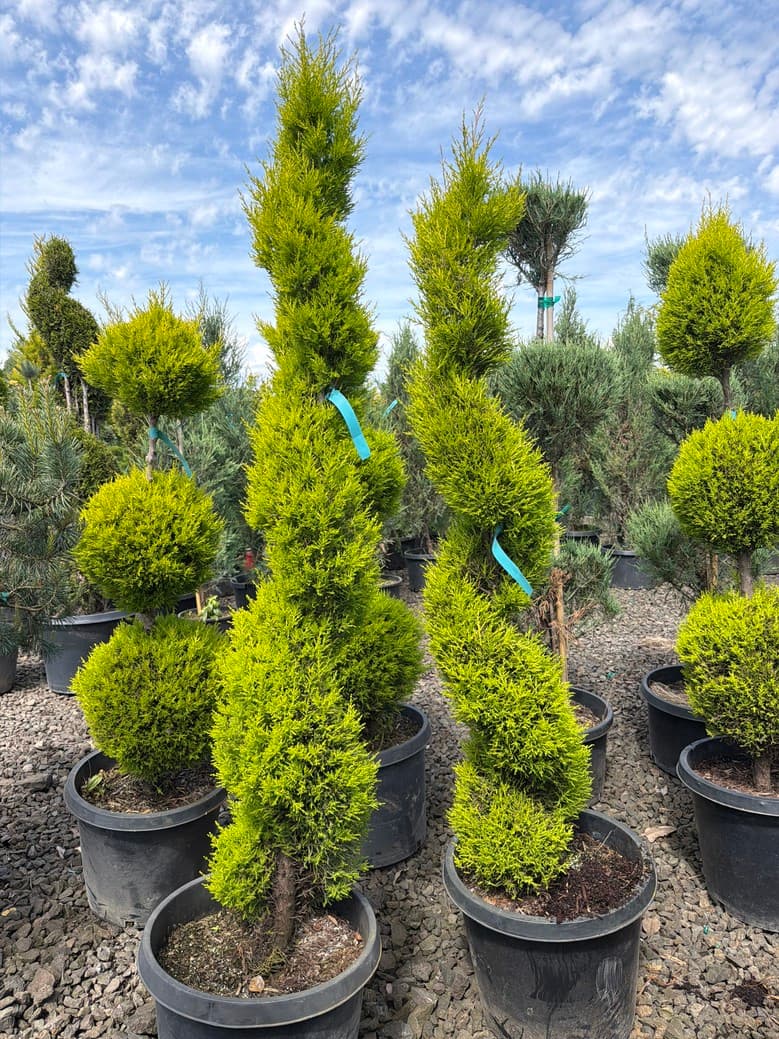 Cupressus macrocarpa/Wilma Goldcrest 'Spiral' - Photo 1