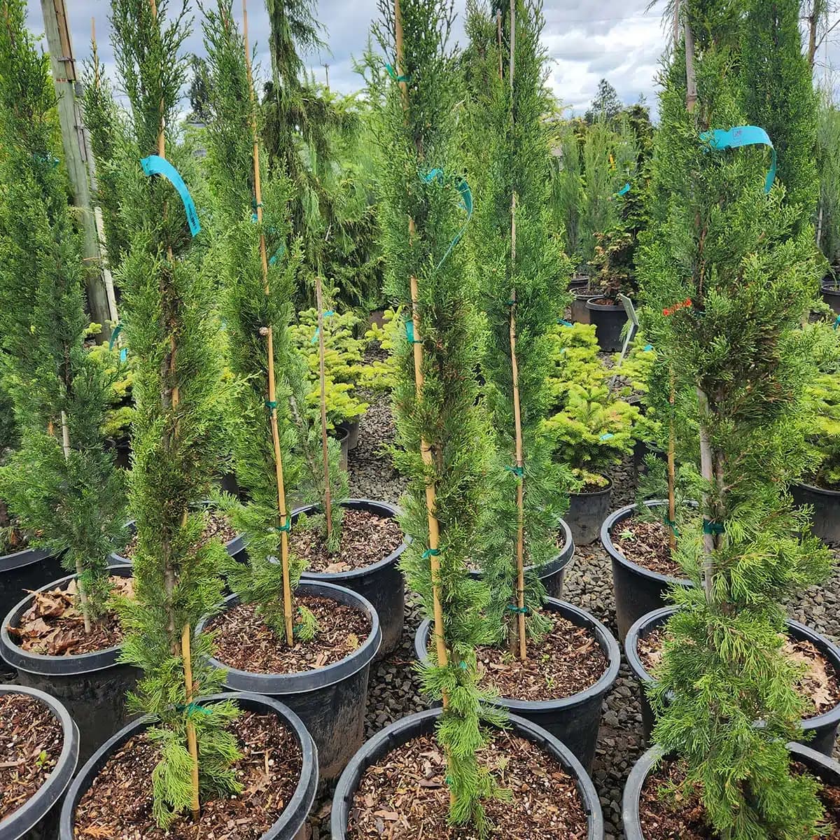 Potted Italian Cypress trees, tall and slender, perfect for landscaping at The Nursery Outlet. - Photo 1