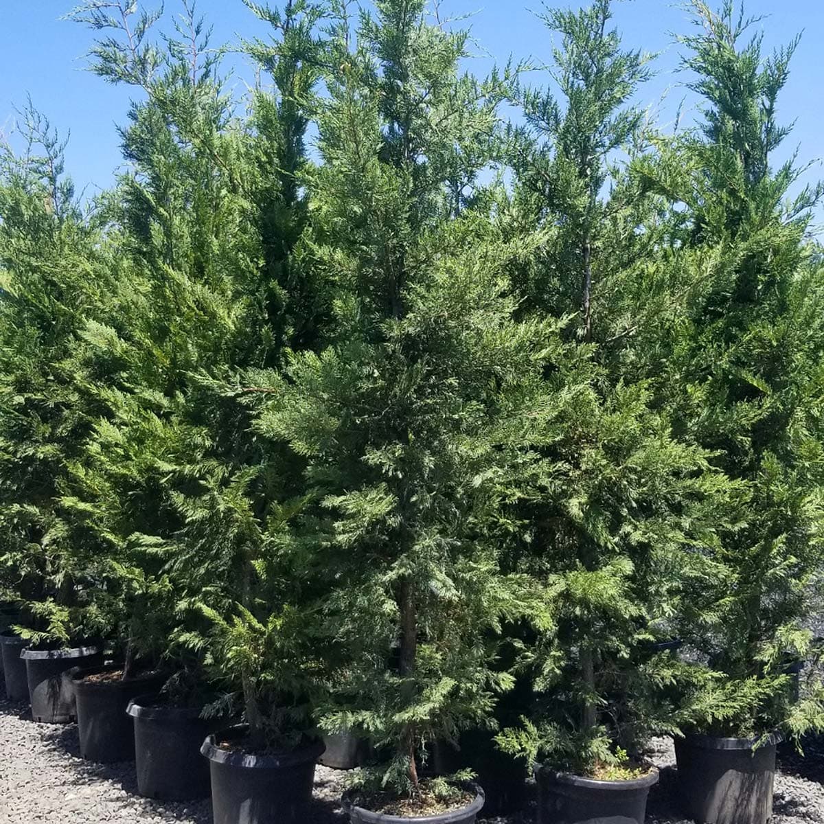 Four Leyland Cypress trees in black pots, standing tall under a clear sky at The Nursery Outlet. - Photo 1