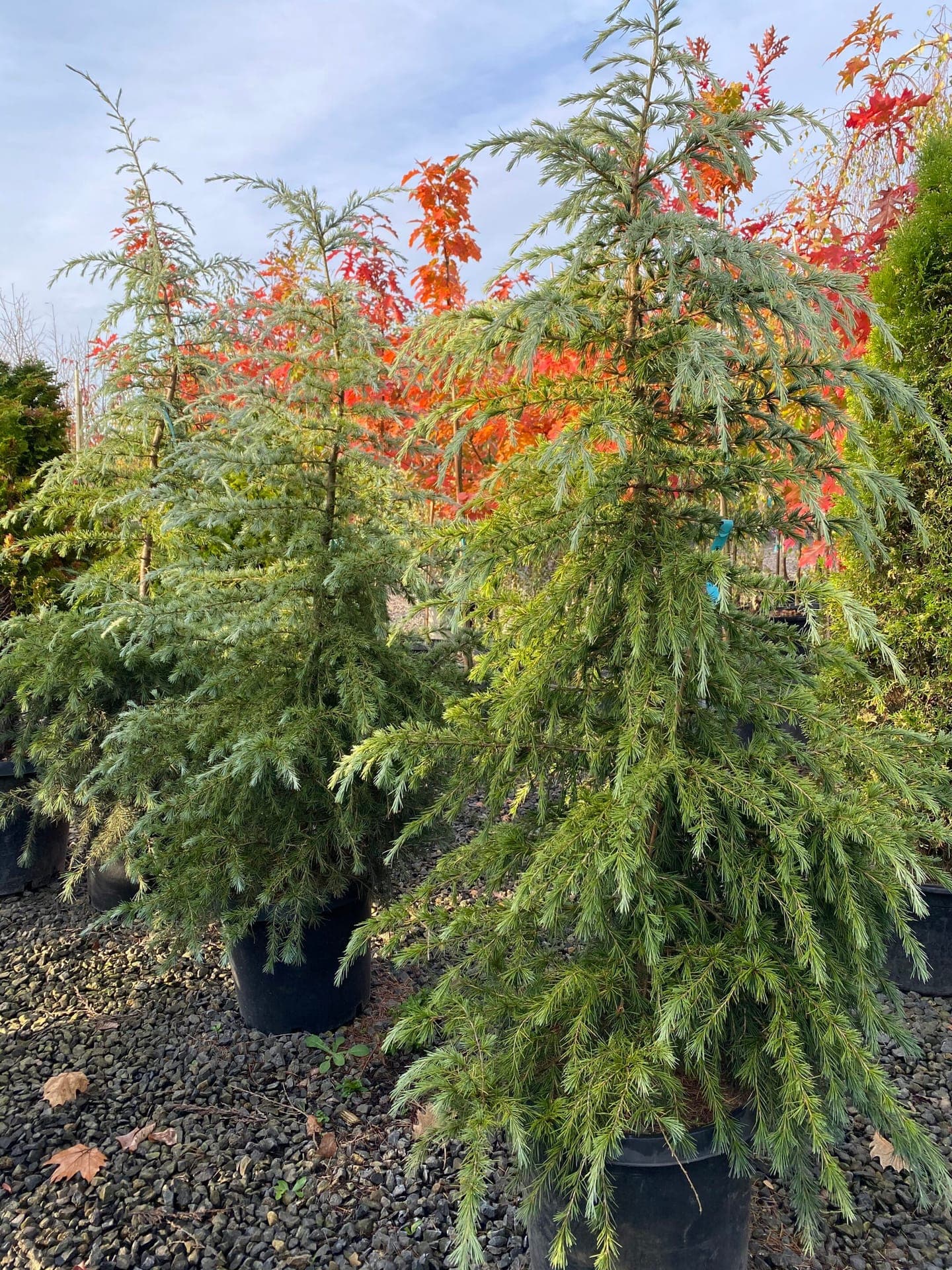 Group of Deodar Cedar trees with lush, blue-green foliage and an elegant, upright form. - Photo 1