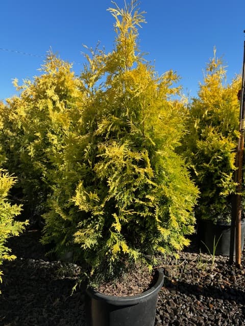 Vibrant Golden Spire Western Red Cedars with bright yellow foliage, thriving at The Nursery Outlet.