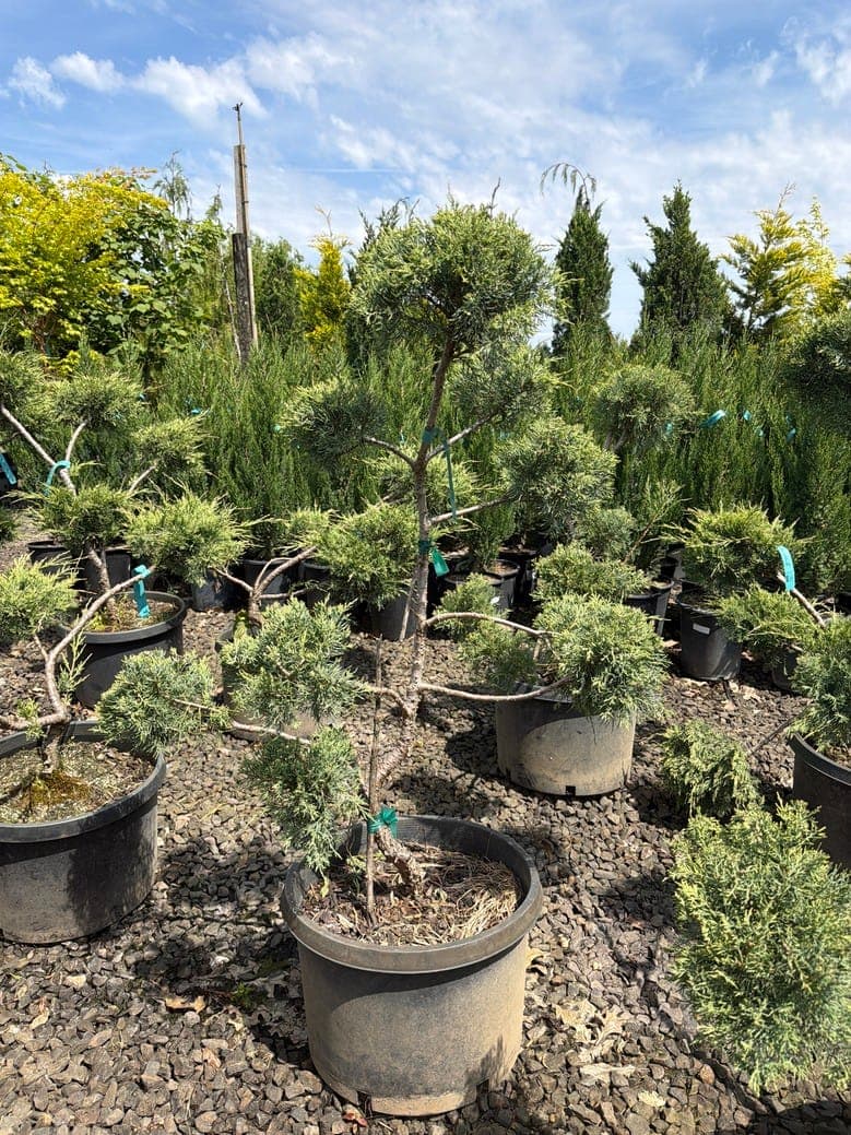 Juniperus chinensis/'Hetzii Glauca'