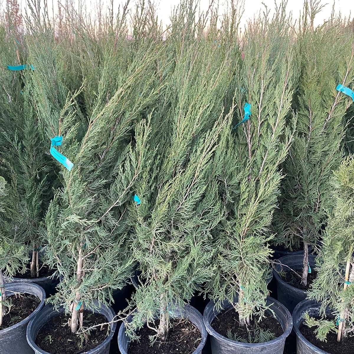 Healthy Spartan Juniper trees in five-gallon pots, offering excellent value for your landscaping projects.