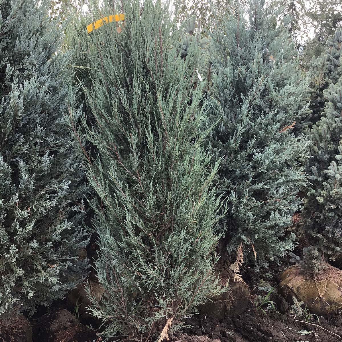 Recently dug Skyrocket Juniper with a burlap root ball, ideal for adding vertical interest to your garden. - Photo 1