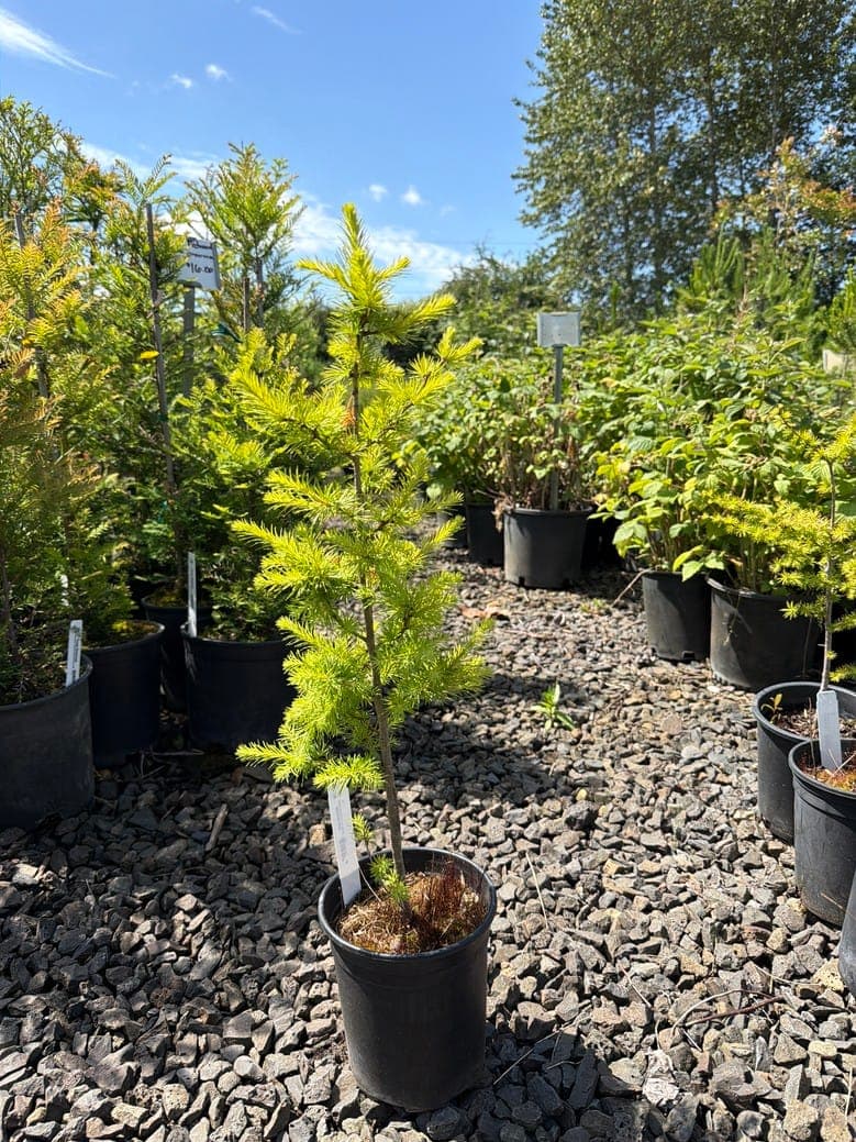 Larix kaempferi/Japanese Larch - Photo 1