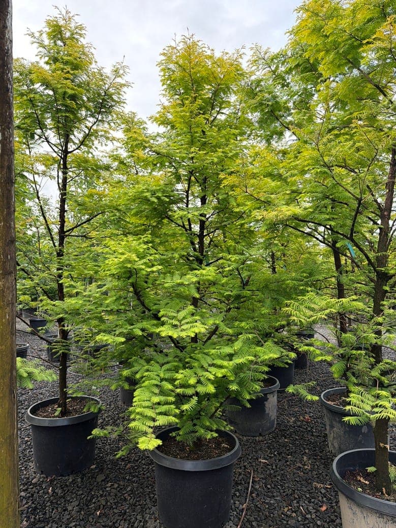 Metasequoia glyptostroboides 'Amber Glow'/Amber Glow Dawn Redwood - Photo 1