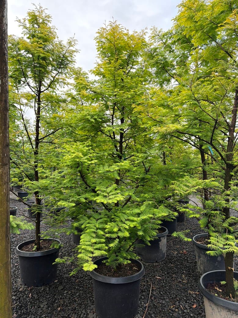 Metasequoia glyptostroboides 'Amber Glow'/Amber Glow Dawn Redwood - Photo 1