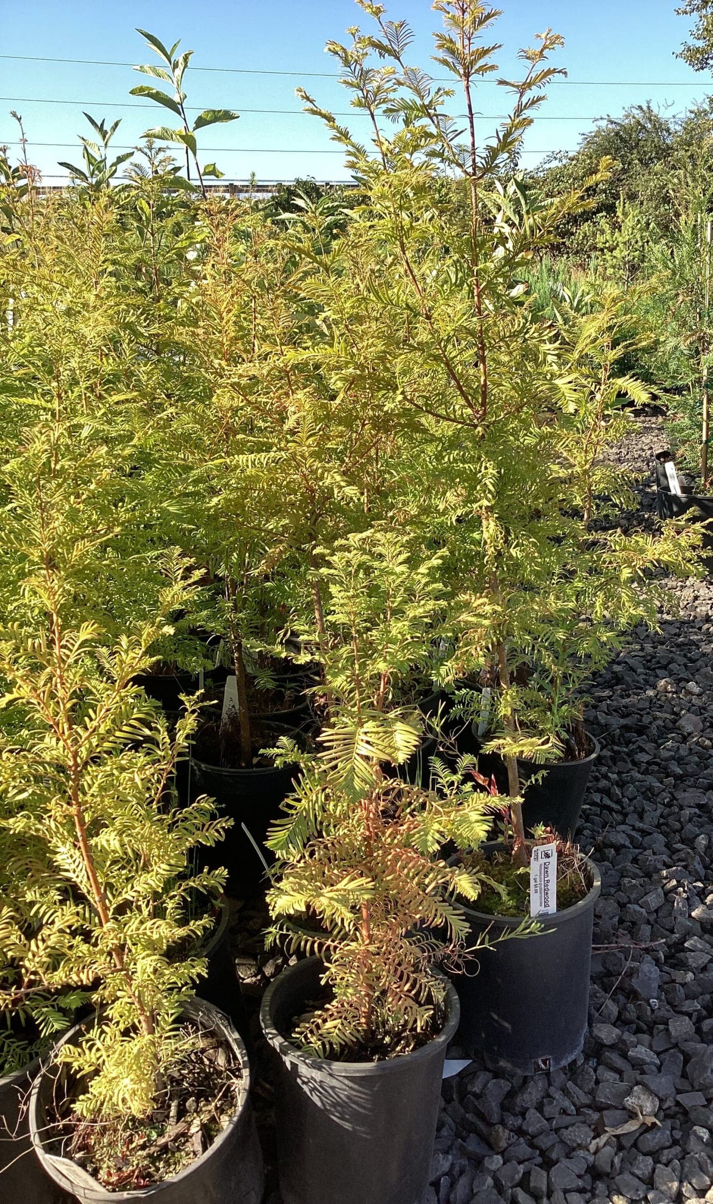 Metasequoia glyptostroboides/Dawn Redwood