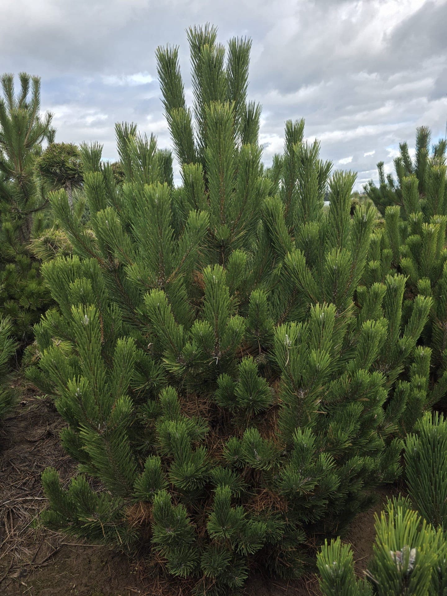 Oregon Green Austrian Pine/Pinus nigra 'Oregon Green'