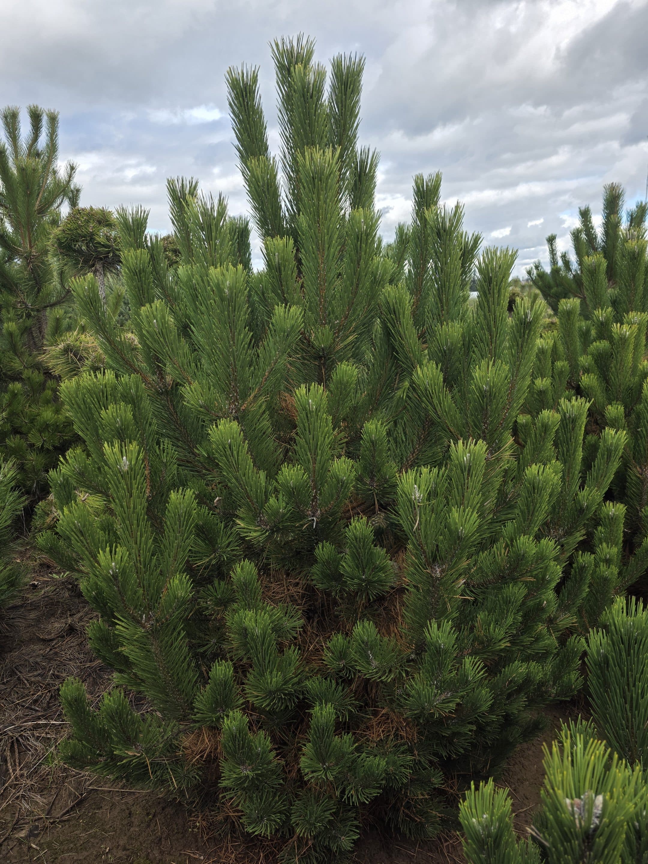 Oregon Green Austrian Pine/Pinus nigra 'Oregon Green' - Photo 1