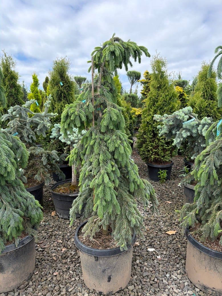 Picea glauca 'Pendula'/Weeping White Spruce