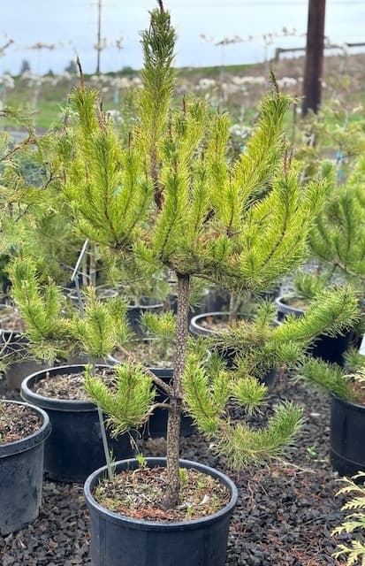 Pinus contorta/Shore Pine