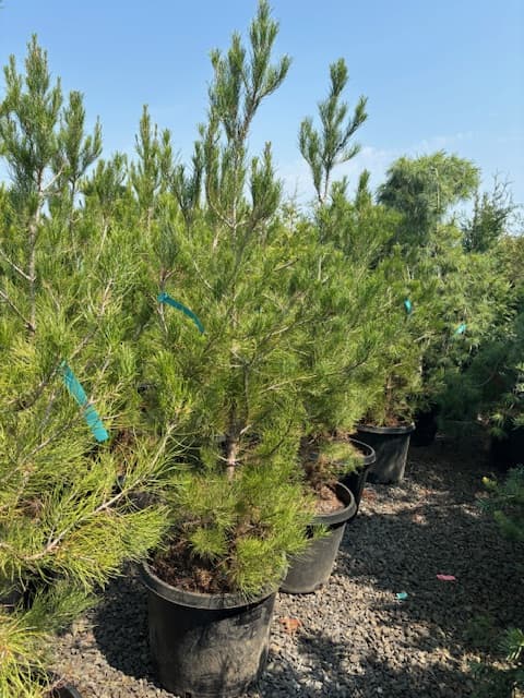 Group of potted Eldarica Afghan Pines with dense green foliage, perfect for your garden from The Nursery Outlet.
