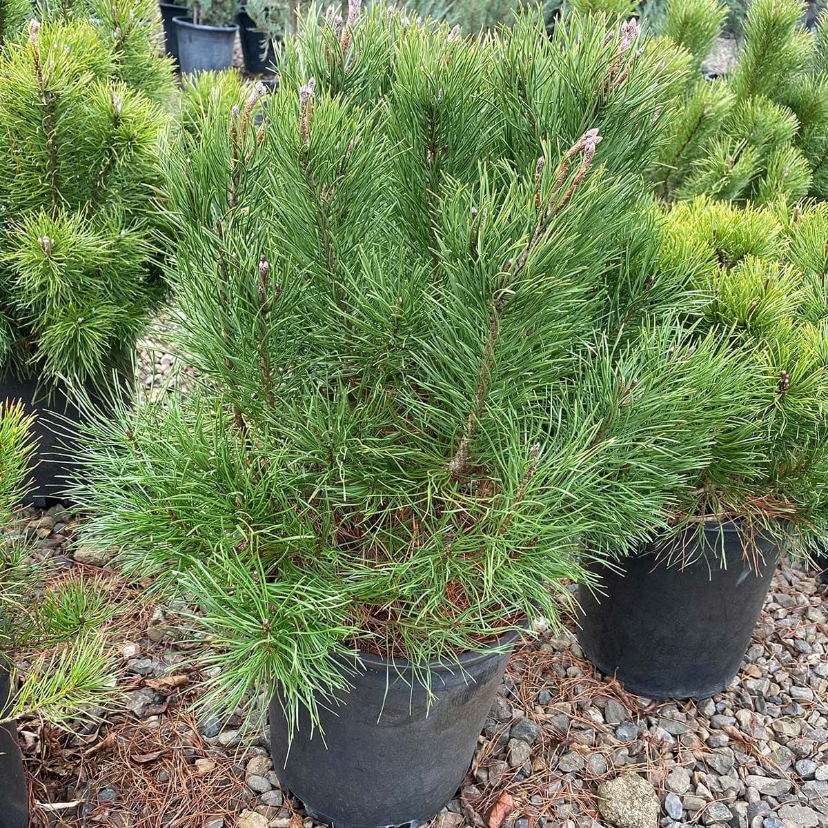 Compact Mugo Pine plants with fresh green needles, thriving in pots on a gravel surface.