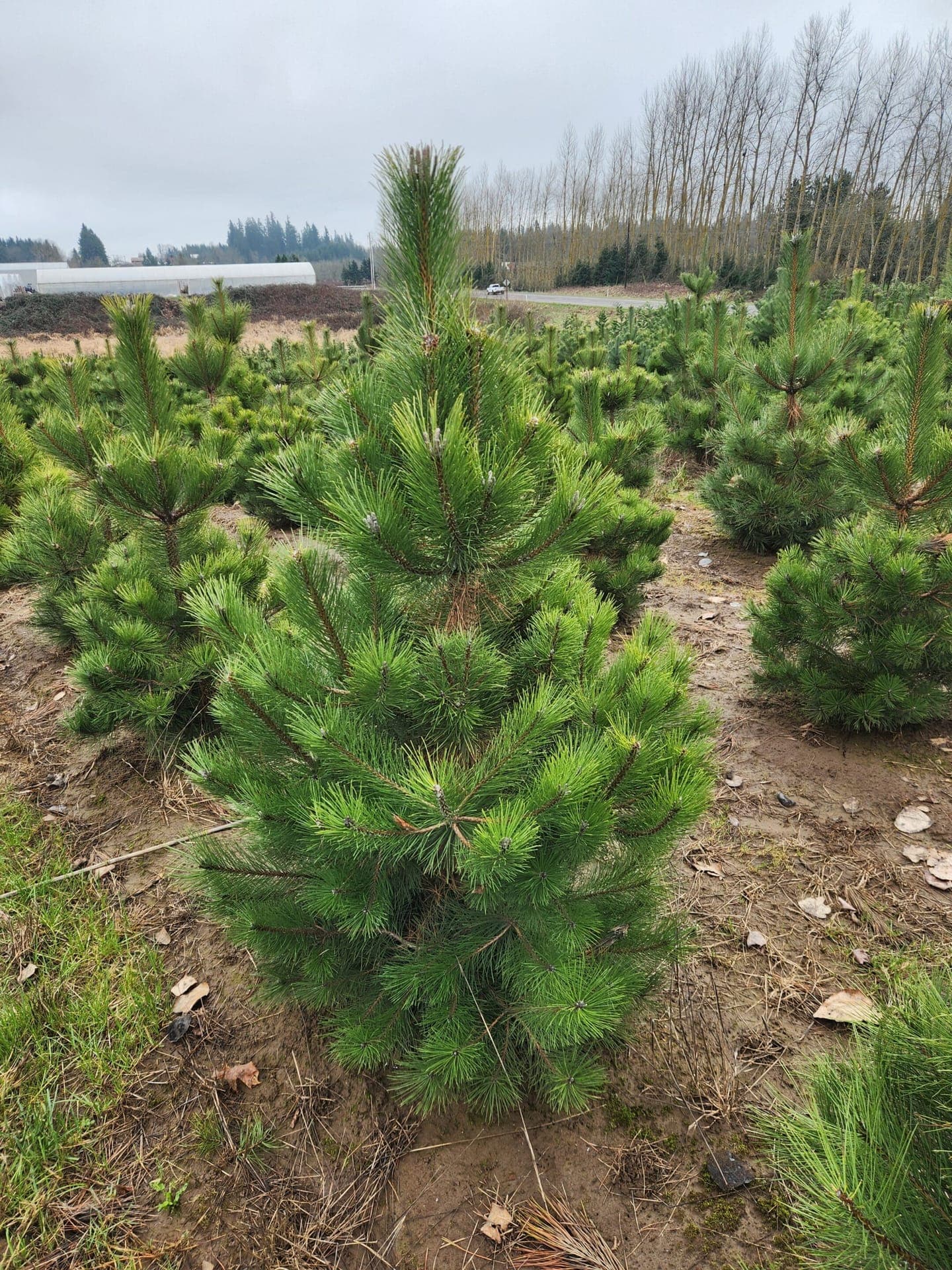 Pinus nigra/Austrian Pine