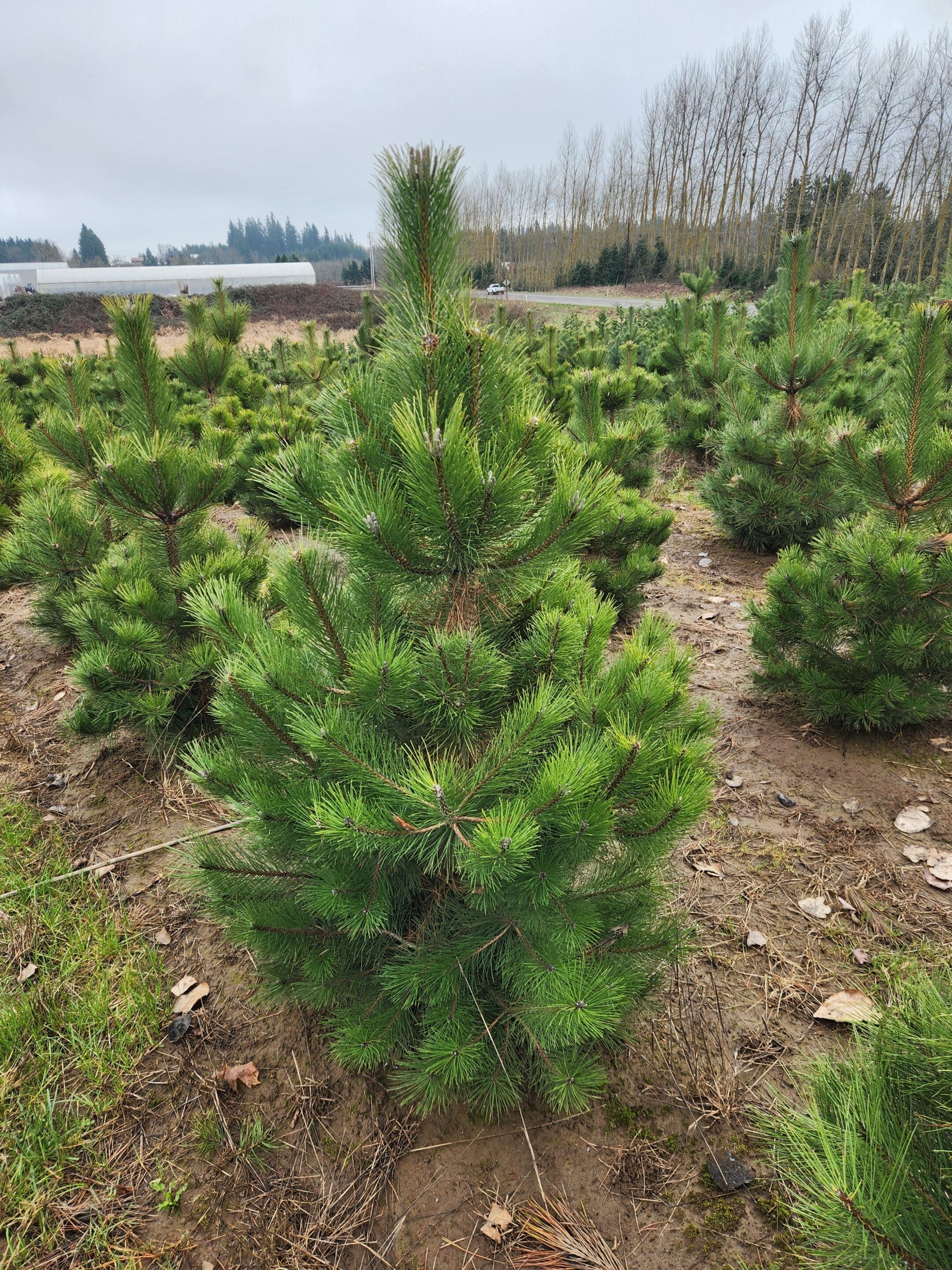 Pinus nigra/Austrian Pine - Photo 1