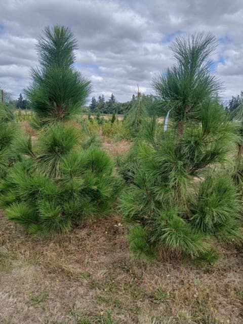 Pinus ponderosa - Ponderosa Pine