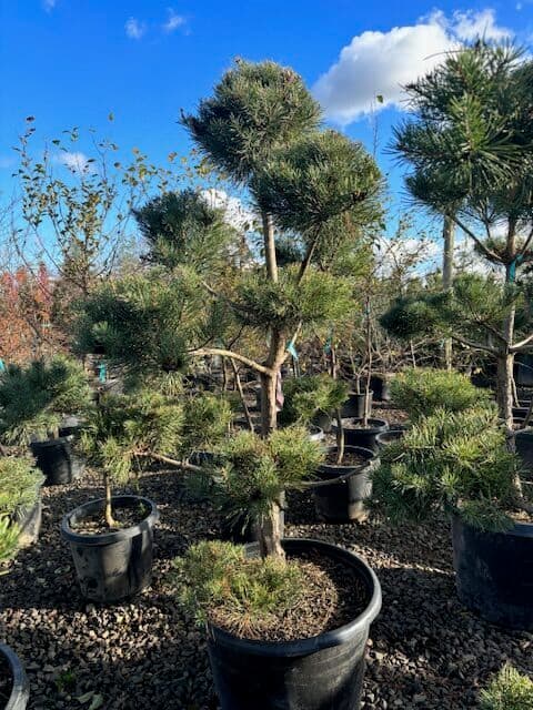 Potted Scotch Pine with long green needles and rough, orange-brown bark. - Photo 1