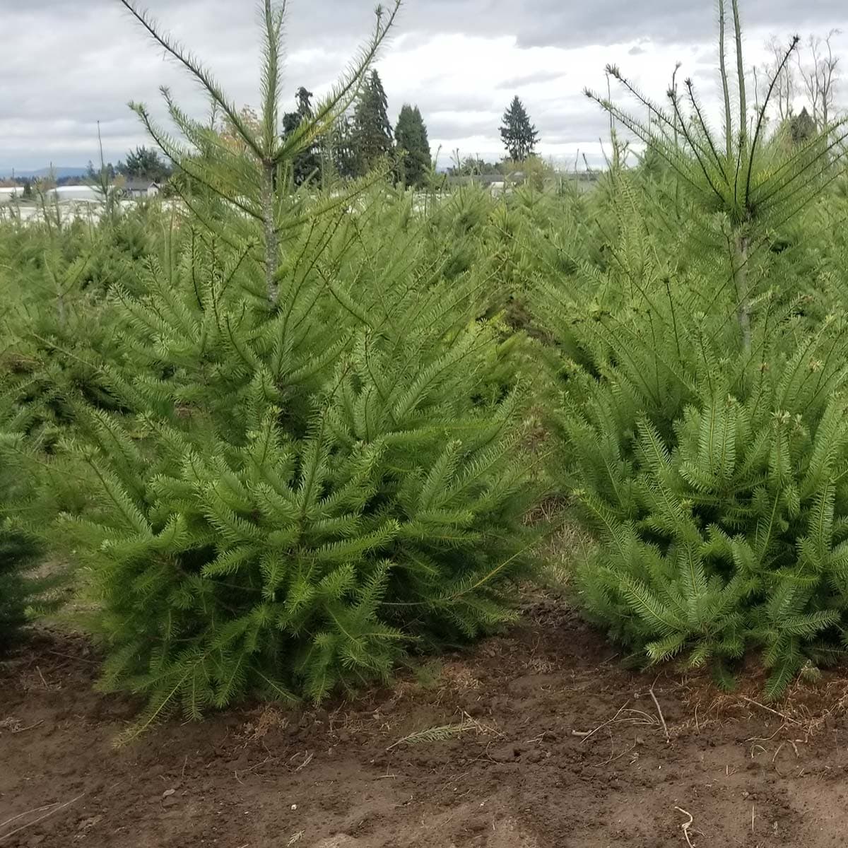 Rows of young Douglas Fir trees with dense green needles, thriving in the field at The Nursery Outlet.