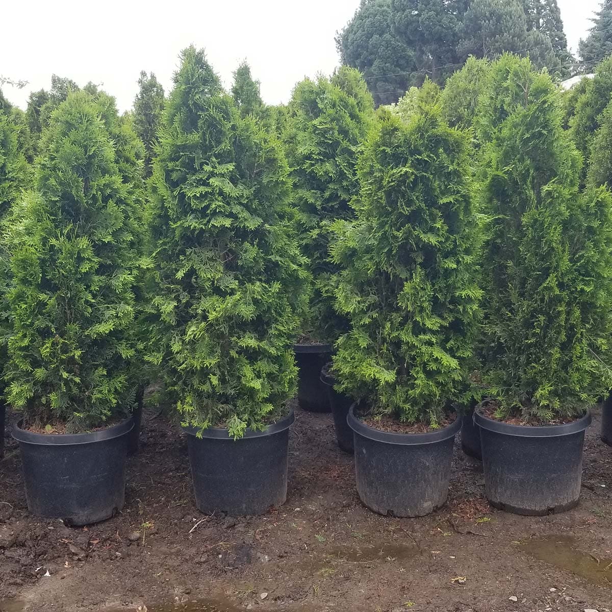 Dense Emerald Green Arborvitae trees in large containers, creating a lush green display at The Nursery Outlet.