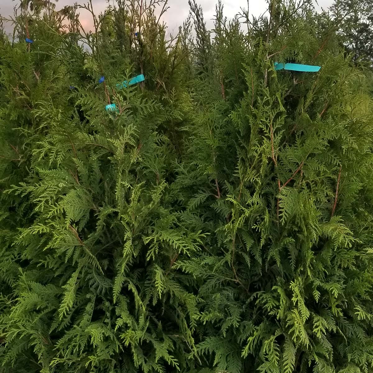 Lush green foliage of Green Giant Cedar trees, perfect for hedging or privacy from The Nursery Outlet.