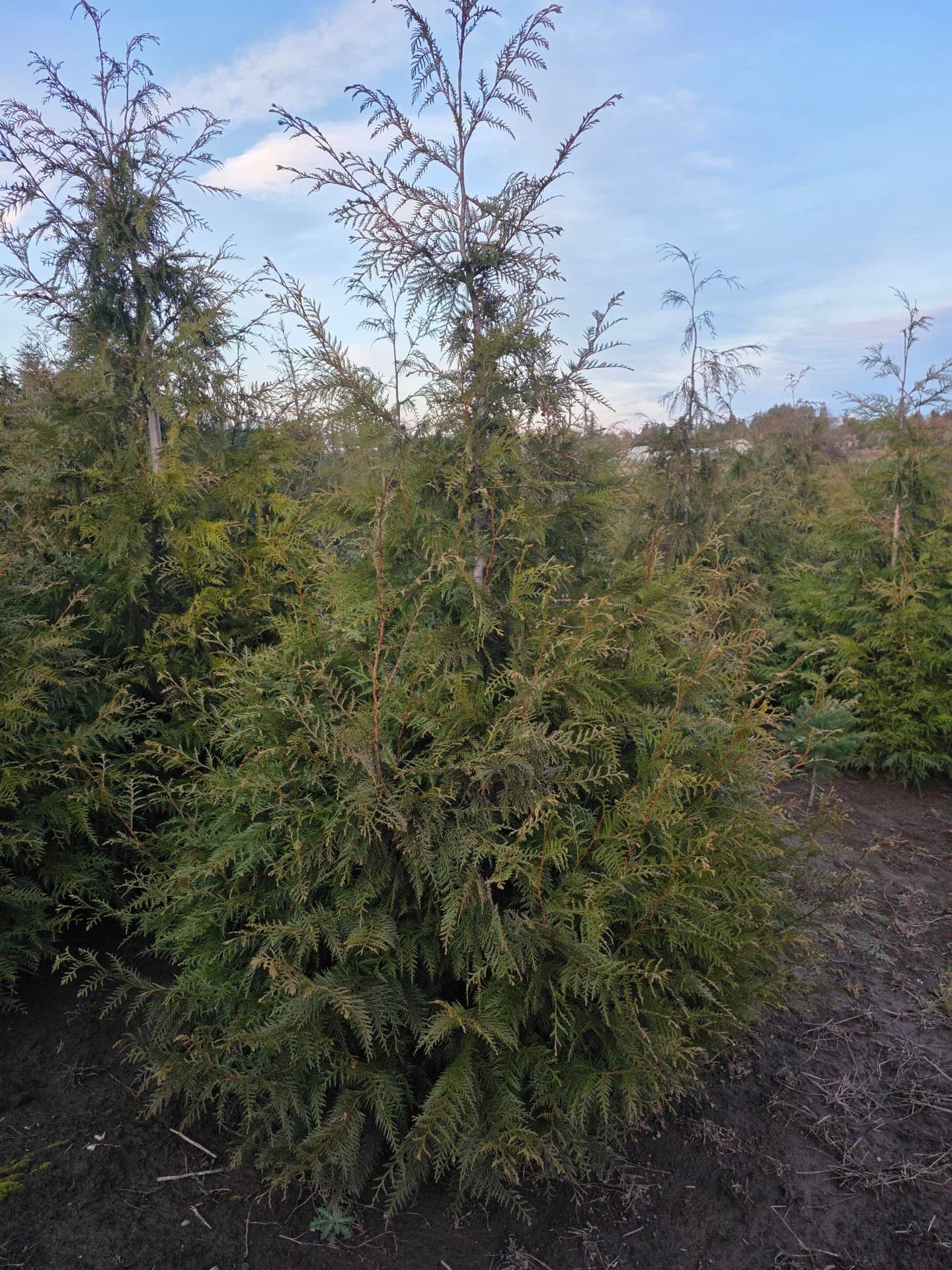 Thuja plicata/Western Red Cedar