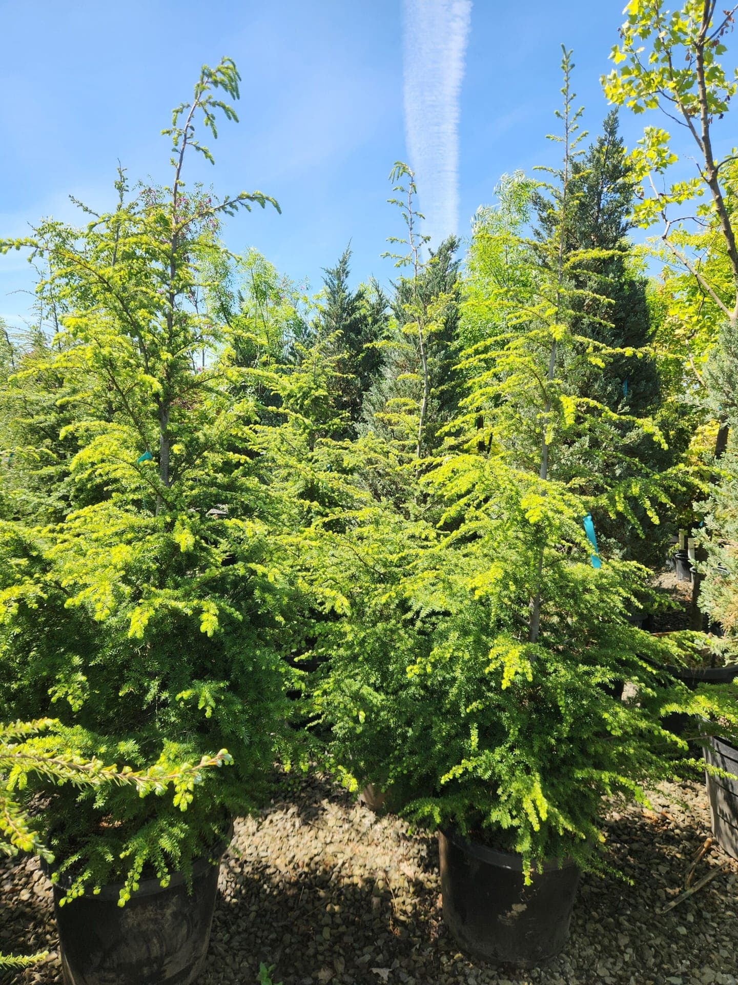 Tsuga heterophylla/Western Hemlock