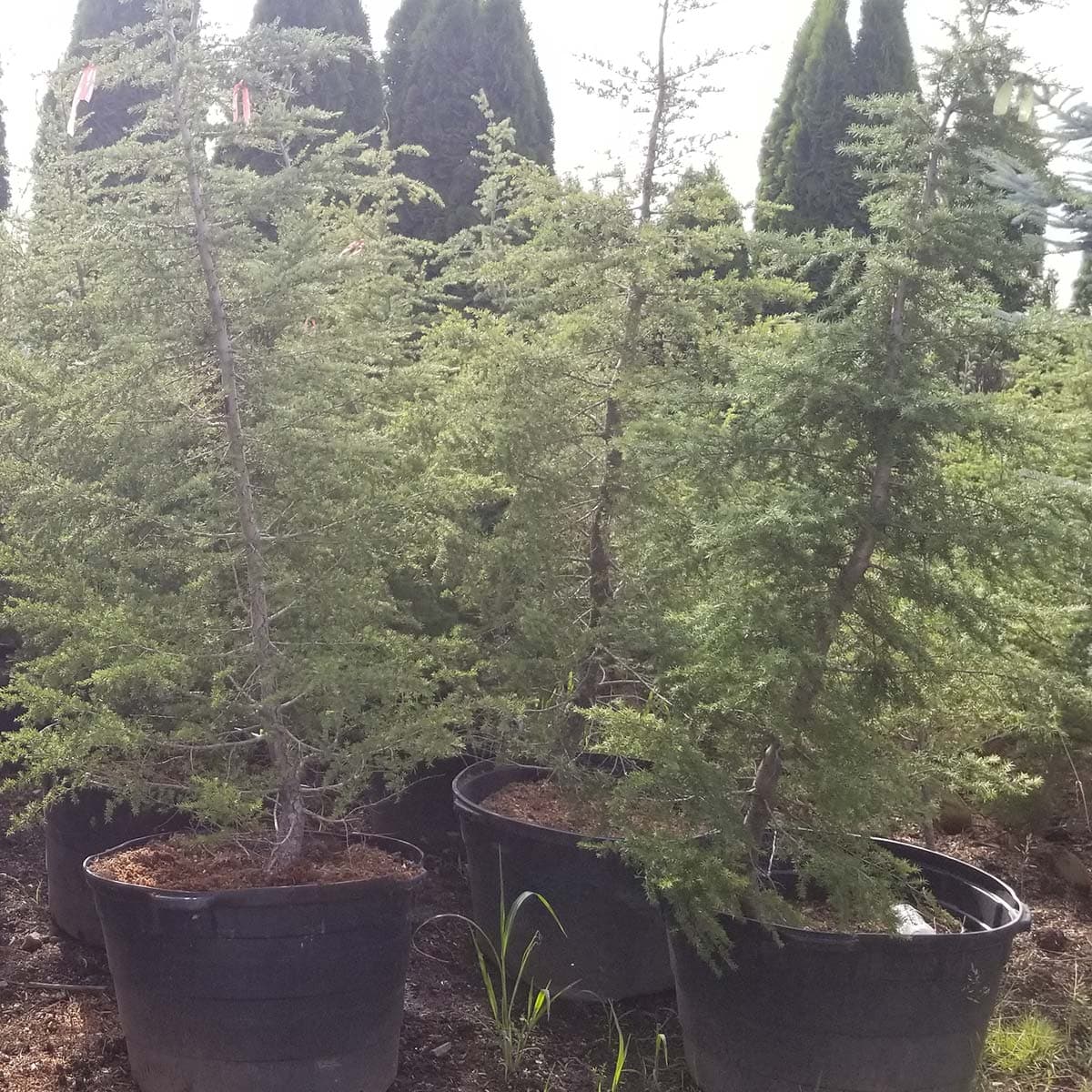 Lush Mountain Hemlock trees growing strong, surrounded by various conifers at The Nursery Outlet - Photo 1