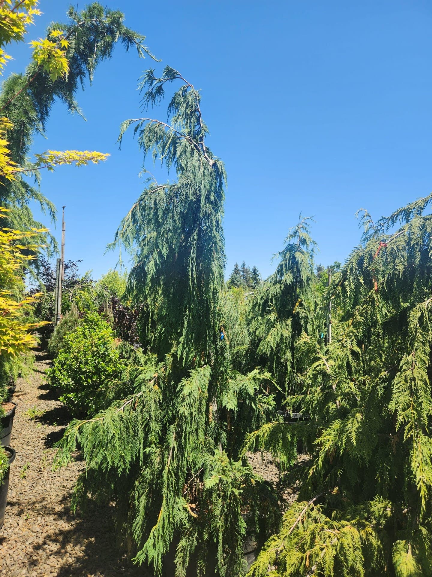 Potted Weeping Alaskan Cedar with drooping branches and green foliage.