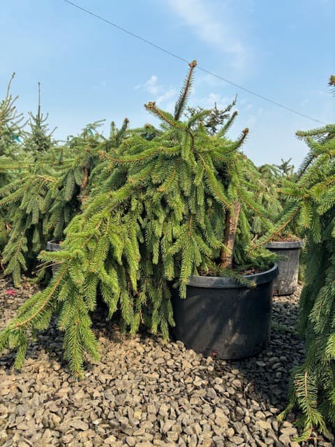 Potted Weeping Norway Spruce with cascading branches and lush green needles. - Photo 1