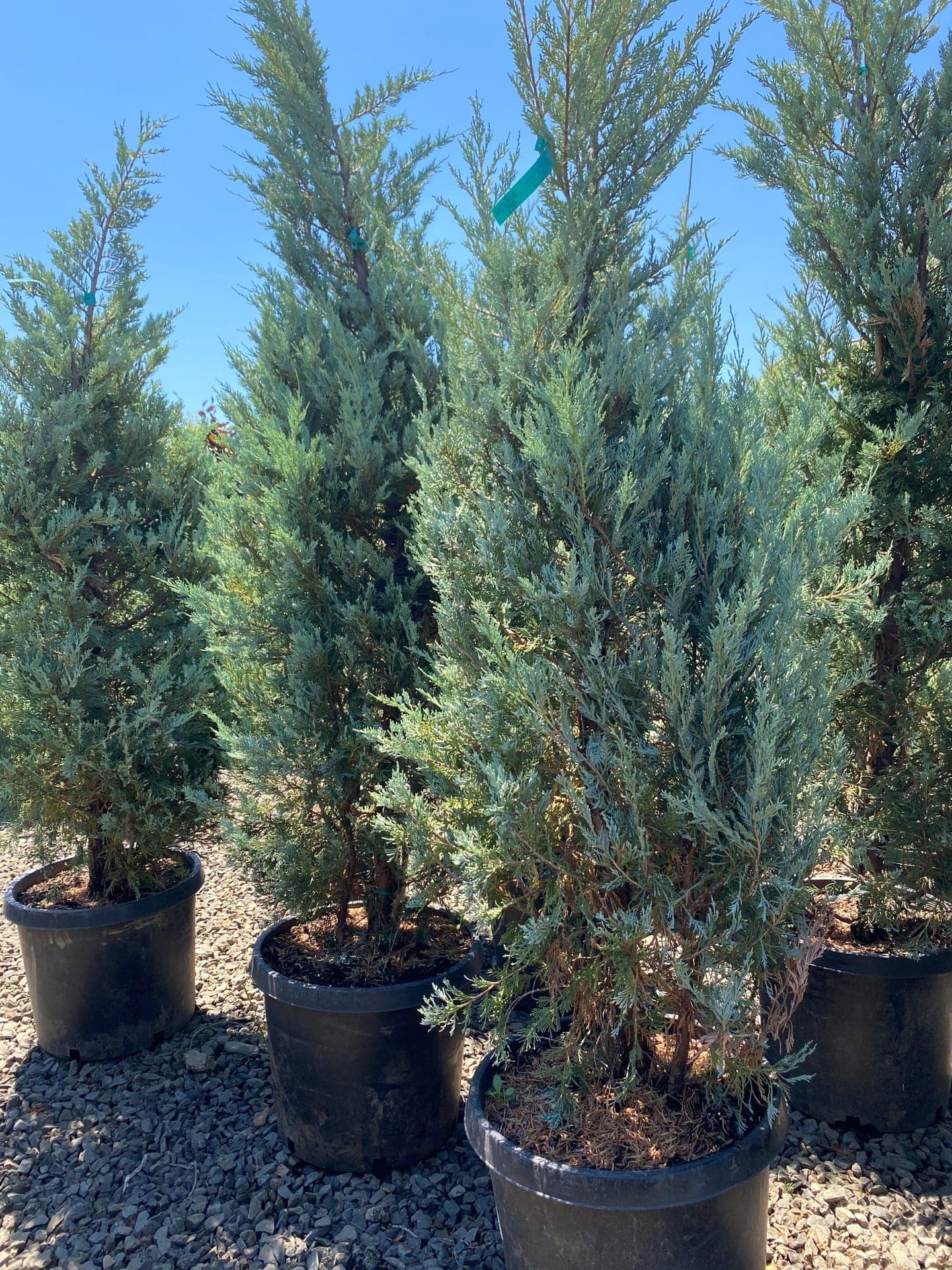 Group of Wichita Blue Junipers with vibrant blue-green needles and compact growth.