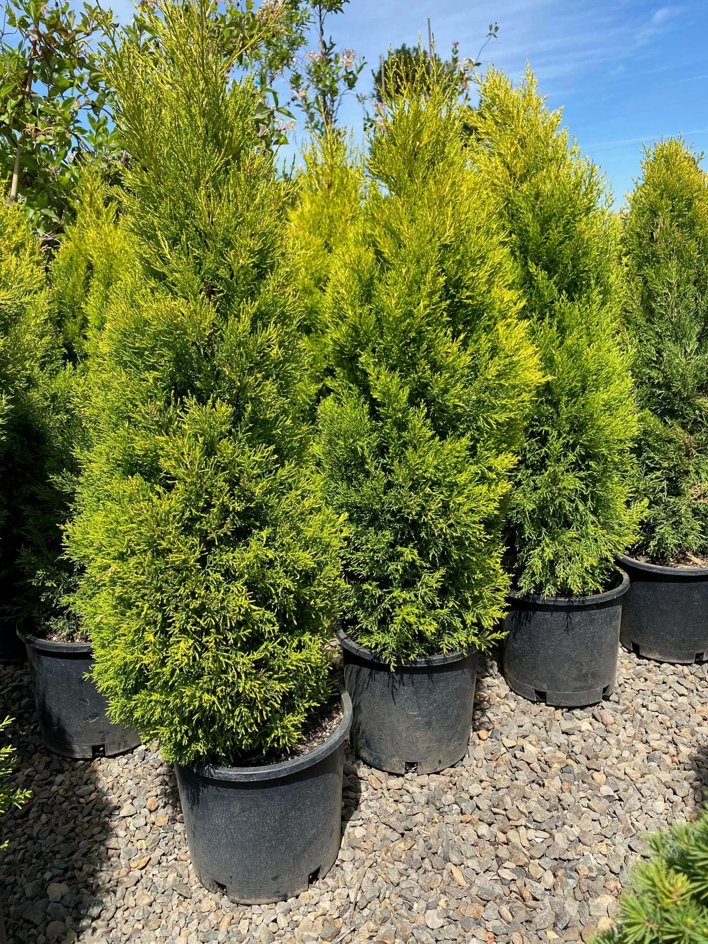 Group of Wilma Goldcrest Cypress trees with striking golden-yellow needles.