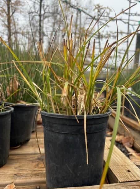 Vibrant green dense sedge plants with fine blades filling a black pot.