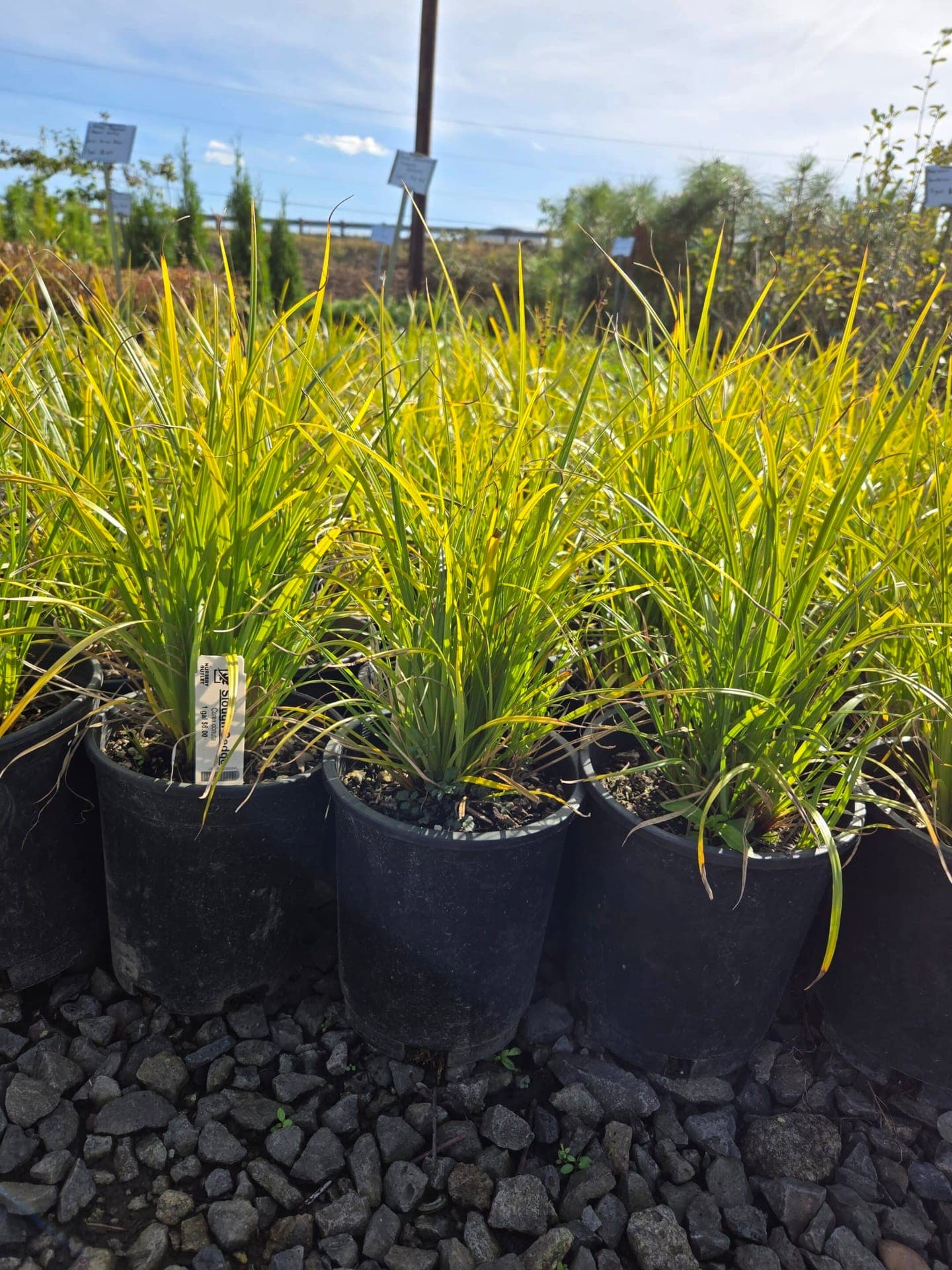 Close-up of bright green slough sedge with hints of yellow at The Nursery Outlet.