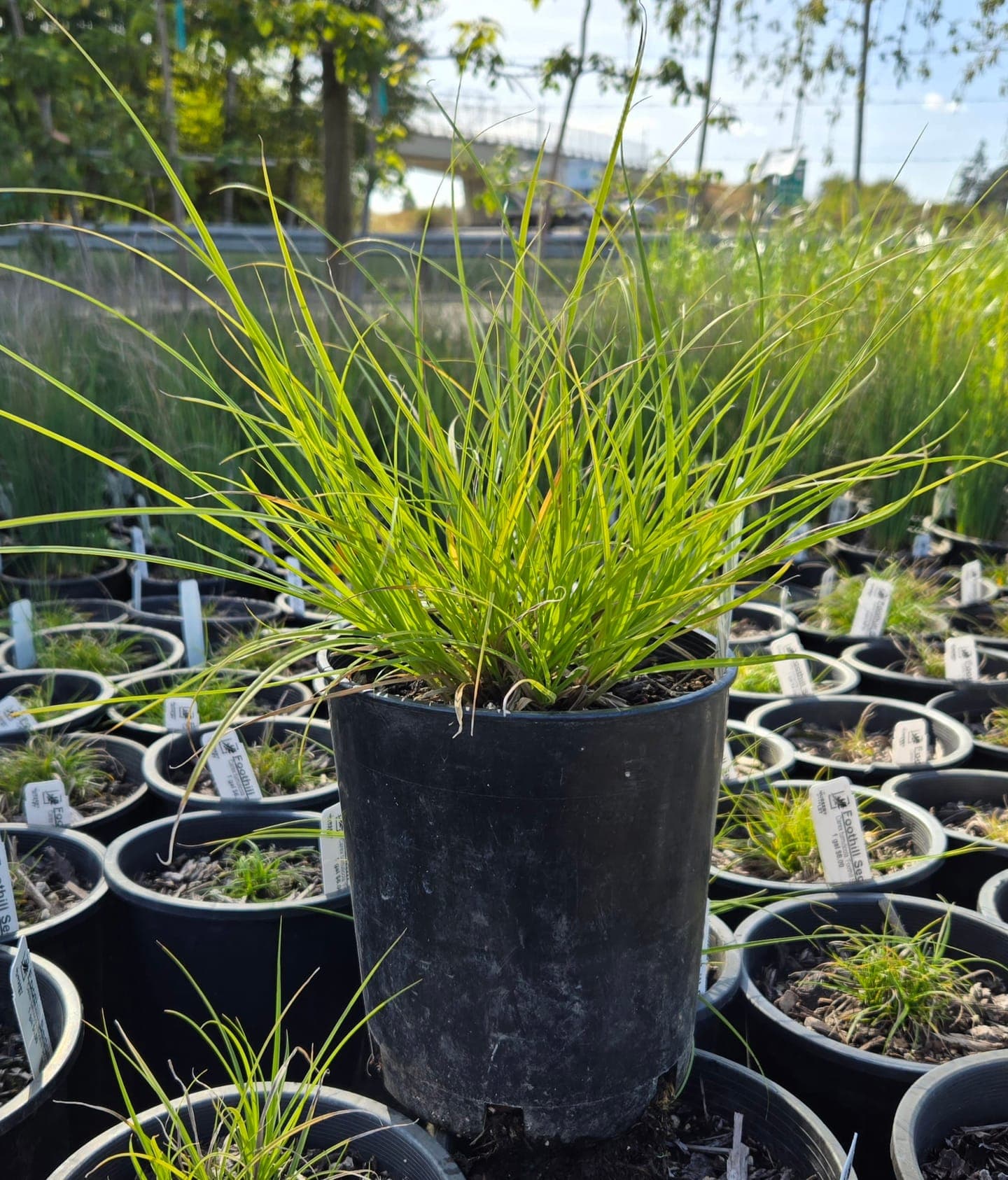 Single healthy Foothill Sedge plant in a black pot, showcasing its lush green, grass-like foliage.