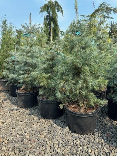 Densely packed Concolor White Fir trees in black nursery pots, displaying their blue-green needles for sale at The Nursery Outlet.