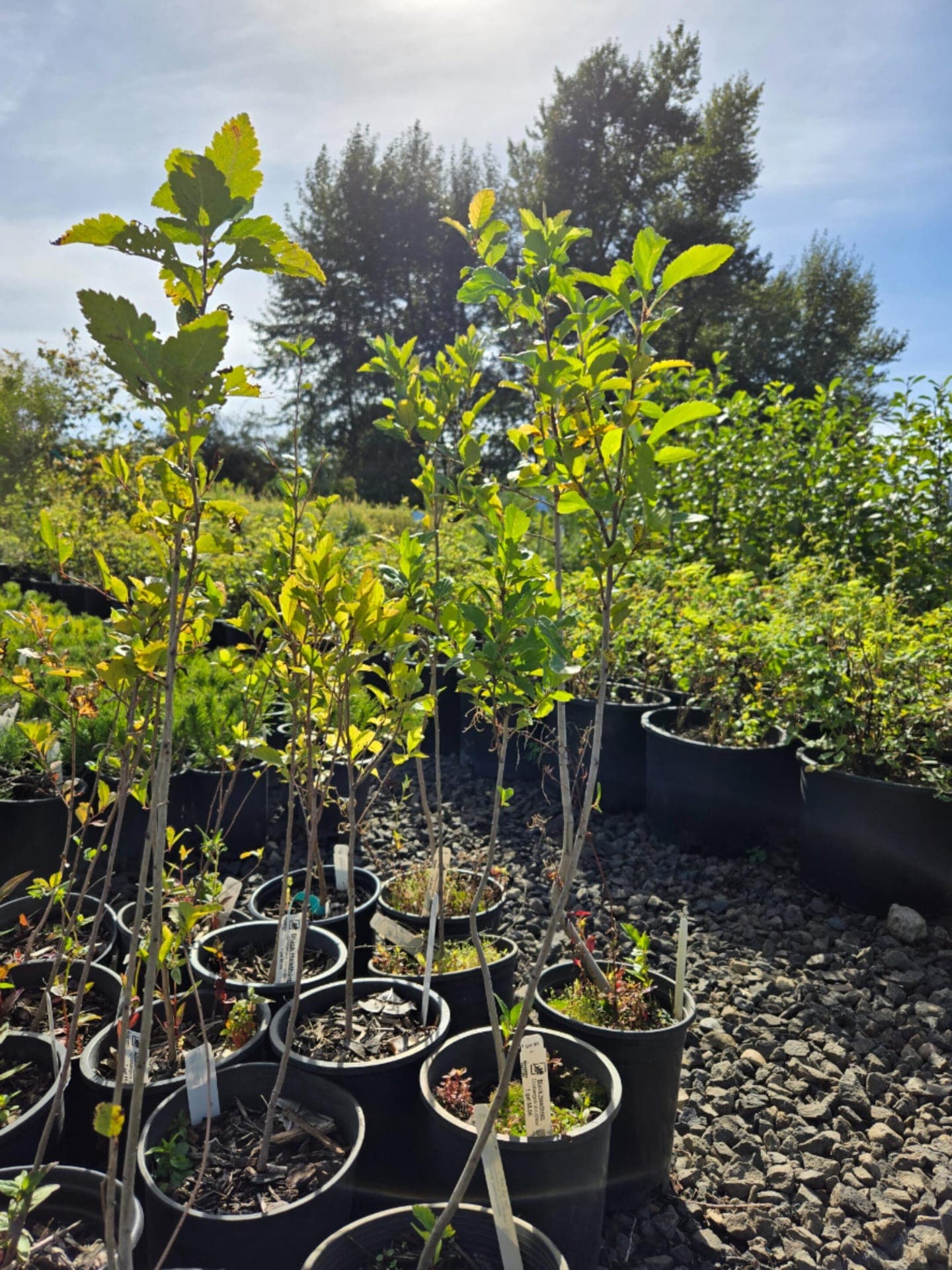 Black Hawthorn saplings with bright green leaves, growing in black nursery pots under sunlight at The Nursery Outlet.