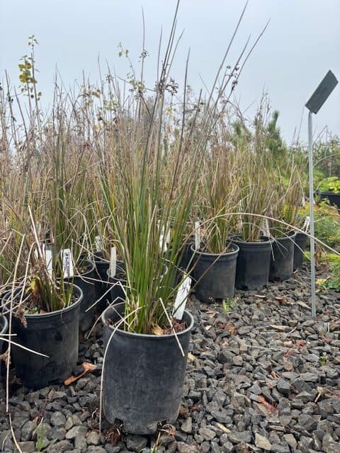 Numerous pots of tall soft rush grass with slender green blades and small brown seed heads at The Nursery Outlet.